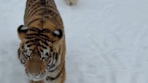 Тигър се разхожда свободно в двор с други животни, стана хит в социалните мрежи (ВИДЕО)