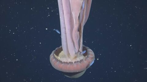 Заснеха рядка гигантска медуза край бреговете на Аржентина (ВИДЕО)