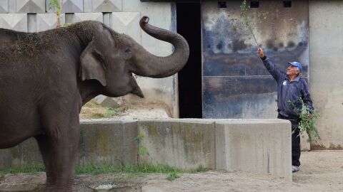 Почина дългогодишният гледач на слоновете в зоопарка в София