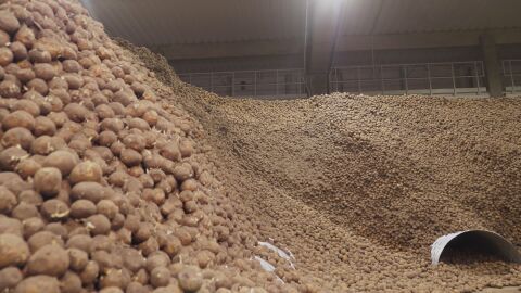 Безплатни картофи за берлинчани след рекордна година в Германия