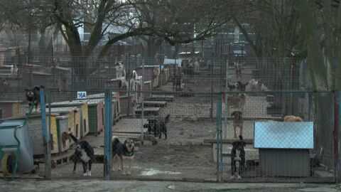 Случай на изключително опасно и заразно заболяване по кучетата затвори приют 