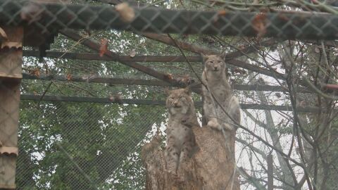 Зоопаркът във Варна избра „най-сладка двойка“