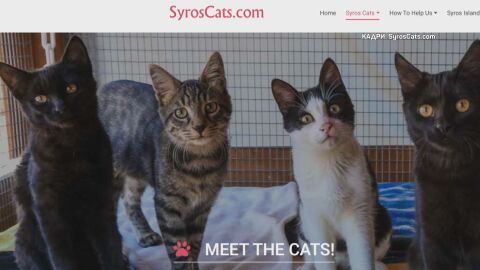 Над 3000 бездомни котки чакат спасение: Гръцки остров дава безплатен дом на доброволците