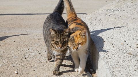 Турският парламент създаде зона за грижа и игри на бездомни котки