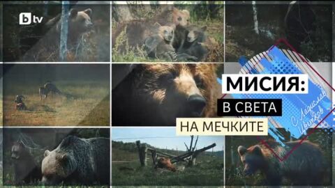 bTV Репортерите: Мисия - В света на мечките