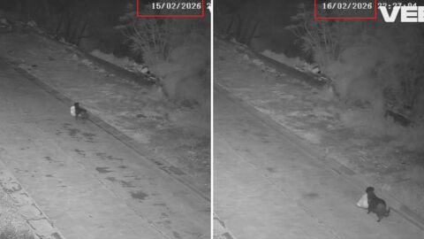 Най-доброто куче или хитър стопанин? Любимецът създаде сметище, изхвърляйки торби боклук сам (ВИДЕО)