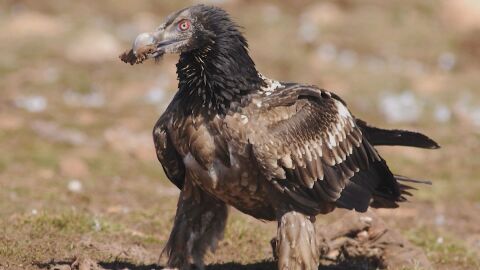 Откритите 7 мъртви лешояда край Котел са отровени с антифриз