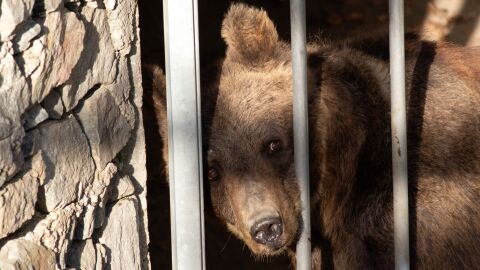 След спасителна мисия в Аржентина: Две мечки прелетяха хиляди километри до новия си дом в Белица