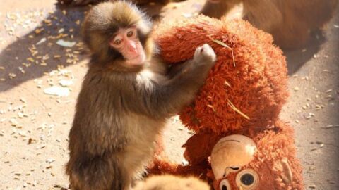 Пънч – изоставената маймунка, която намери утеха в плюшена играчка (СНИМКИ)