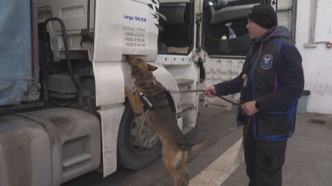 Митническото куче Крум „надуши“ кокаин за над 1,4 млн. евро в камион с цветя