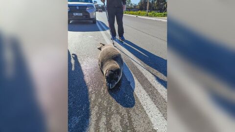 Малко тюленче се появи изненадващо на път в гръцки град (СНИМКА)