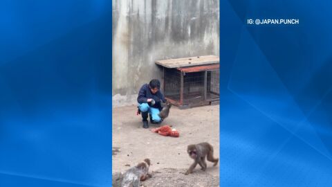 Отхвърлен, но не и сам: Маймунката Пънч и хората, които му дадоха втори шанс