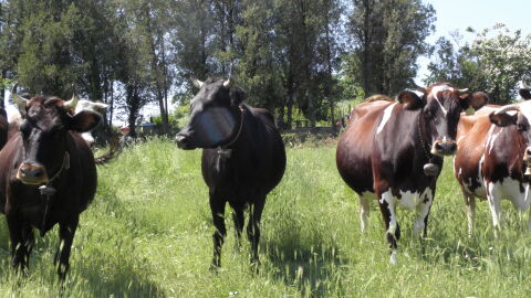 БАБХ издирва 321 „изчезнали“ животни от ферми в Смолянско