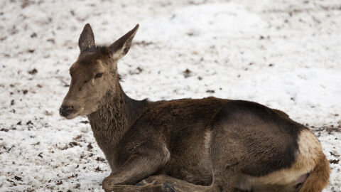 Спасиха сърна, паднала в канала на язовир „Огоста“