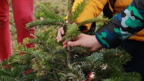 Нов живот за коледното дръвче: Акция за засаждане на живи елхи в Бургас 