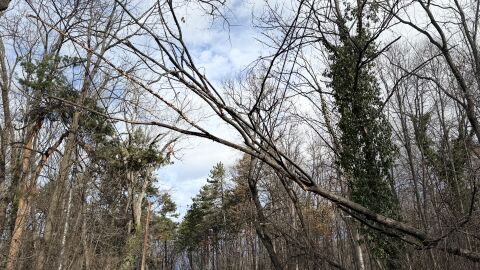 Паднало дърво спря движението на трамваи в София