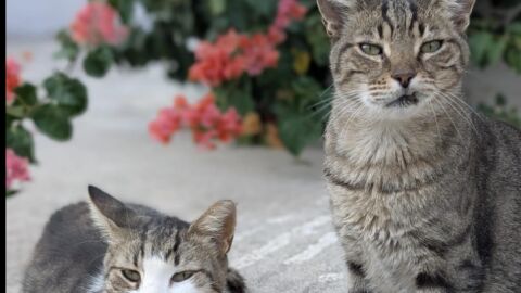 Получавате безплатна стая, закуска и комунални услуги на гръцки остров, ако се грижите за котките му