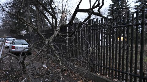 Дърво падна върху оградата на детска градина в София (СНИМКИ)