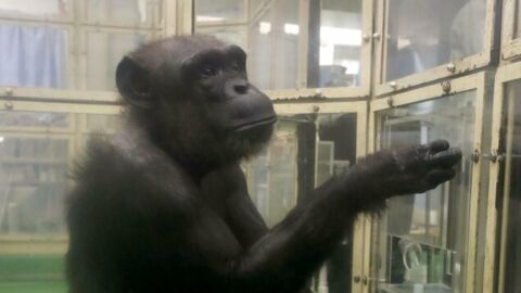 Почина Ай - едно от най-умните шимпанзета можеше да рисува и смята