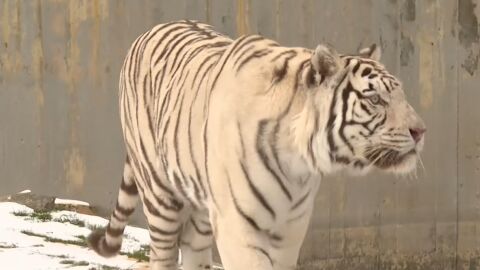Нарцис и Киафа: Как живеят белите бенгалски тигри през зимата в Столичния зоопарк?