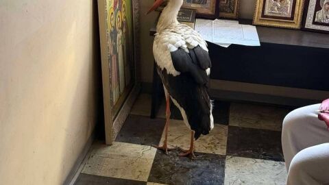 Щъркел сам потърси спасение в параклис в бургаски квартал (СНИМКИ)