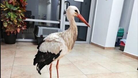 Щъркел сам потърси спасение в параклис в бургаски квартал (СНИМКИ)