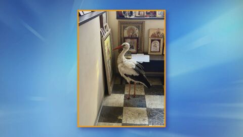 Премръзнал щъркел се скри от студа в параклис