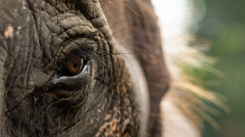 Слон нападна и уби 22-ма души, сред жертвите са и деца