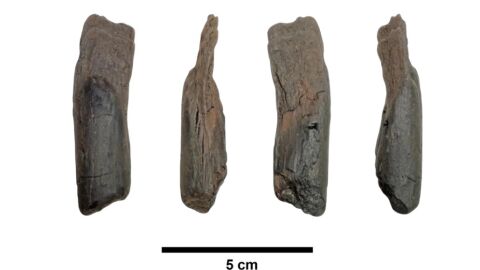 Археолози откриха най-старите дървени инструменти на брега на езеро в Гърция