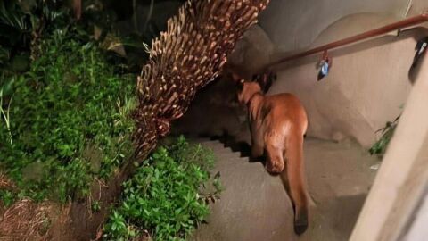 35-килограмова пума се разходи в елитни квартали на Сан Франциско (СНИМКИ и ВИДЕО)