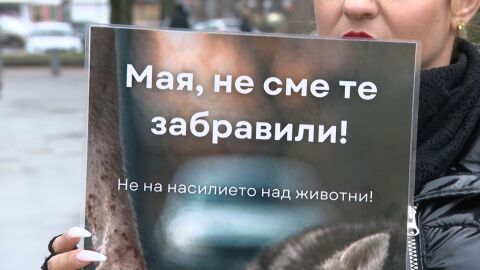 Прегазеното куче Мая: Протест пред ВМА настоява д-р Цоневски да бъде отстранен от работа
