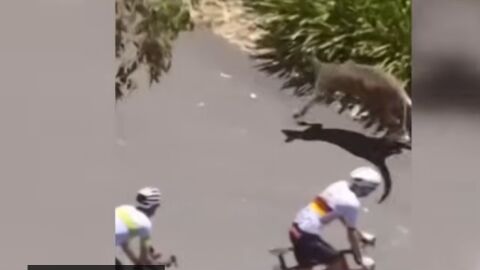 Кенгура нападнаха колоездачи по време на състезание (ВИДЕО)