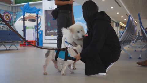 Четириноги ''терапевти'' работят на смени