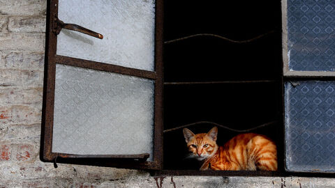  Те следвали римските войници: Домашните котки може да са пристигнали на Запад много по-късно, отколкото се предполагаше
