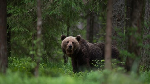 Мечка нападна мъж в Румъния: Никушор Дан блокира закон, позволяващ лова на дивите животни в страната