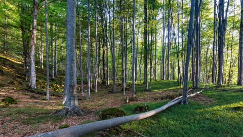 Докато търсят яйца в гора: Паднало дърво уби трима души, сред които майка и бебето ѝ
