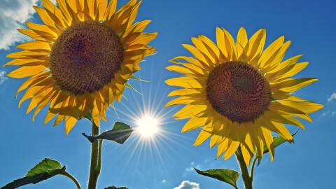 Времето в неделя - 3 август: Слънчево, на места с валежи