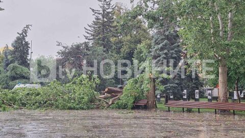 Снимка: Дърво падна върху майка с две деца в София (СНИМКИ)