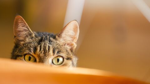 Разследват убийство на домашна котка във Видинско