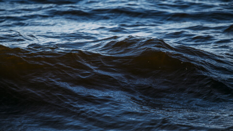 Древен хищник е бродил моретата край Австралия преди 115 милиона години