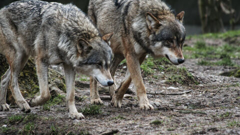 Глутница вълци е забелязана в квартали на Солун 