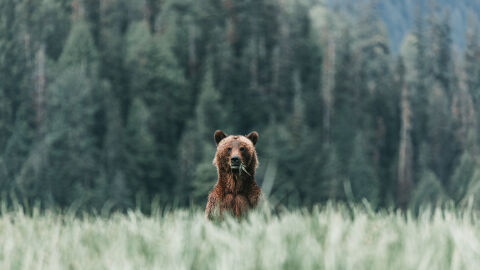 Простреляна два пъти, после обезглавена: Разследват убийството на мечка в Гърция