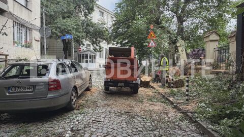 Дърво падна върху кола и оградата на училище в София (СНИМКИ)