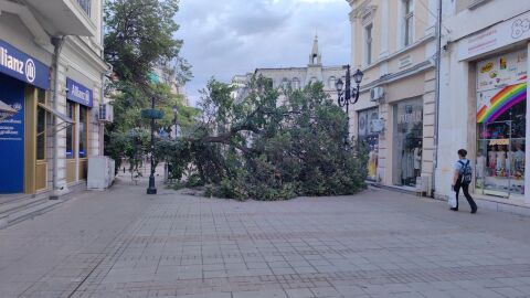 Огромно дърво падна в пешеходния център на Русе (СНИМКИ)