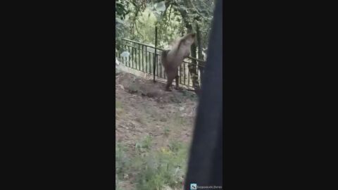 Мъж засне с телефона си мечка да яде череши в двора на къщата му (ВИДЕО)