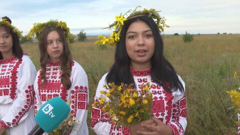 Снимка: Еньовден е! Какви са традициите и за какво помагат цикорията и жълтият кантарион?