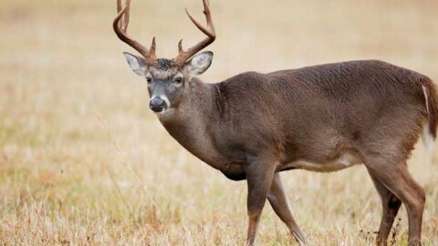 Заради елен на пътя: Шофьор се вряза в дърво