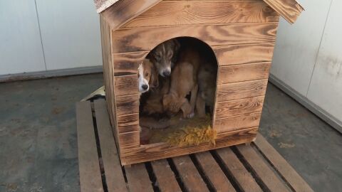 130 кучета в приюта в Ямбол чакат дом: Осиновявайте, не купувайте