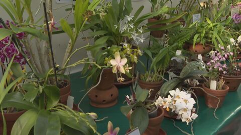 Изложба с над 800 вида орхидеи в Ботаническата градина в София