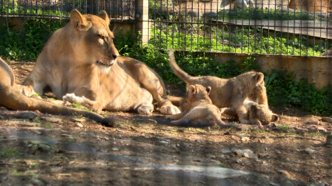 Новородените лъвчета в зоопарка в Стара Загора вече имат имена
